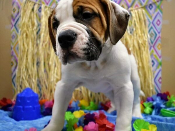 American Bulldog DOG Male W/R 21567 Petland Racine, Wisconsin