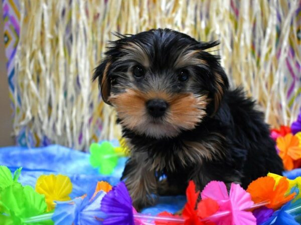 Yorkshire Terrier DOG Male Black / Tan 21556 Petland Racine, Wisconsin