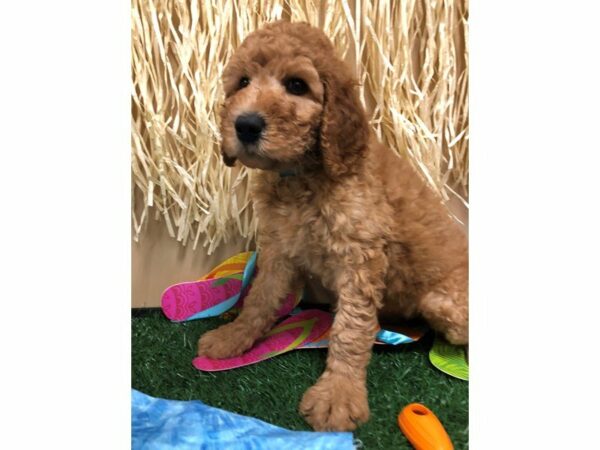 Labradoodle DOG Female RED 21586 Petland Racine, Wisconsin