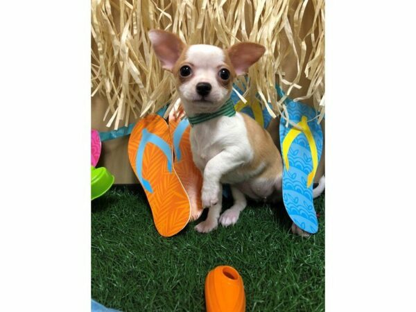 Chihuahua DOG Female FAWN/WH 21585 Petland Racine, Wisconsin