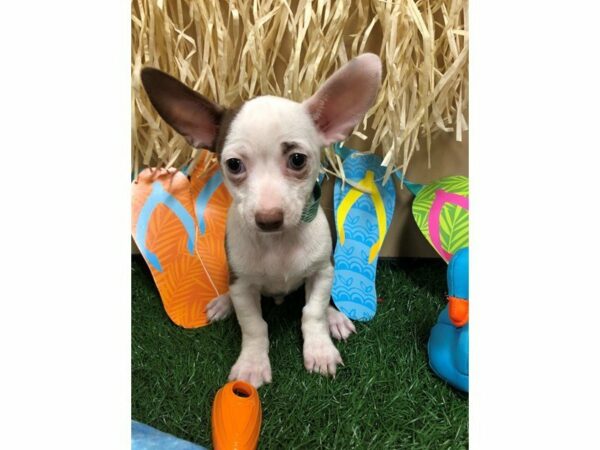 Chihuahua-DOG-Male-CHOC/WH-21584-Petland Racine, Wisconsin