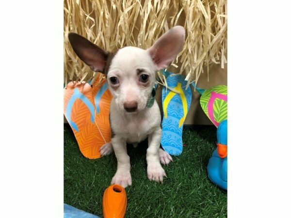 Chihuahua DOG Male CHOC/WH 21584 Petland Racine, Wisconsin