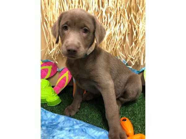 Labrador Retriever DOG Female SILVER 21582 Petland Racine, Wisconsin