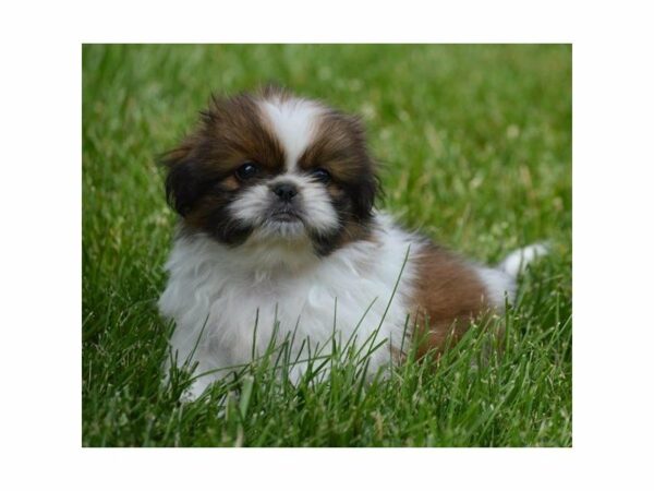 Pekingese DOG Male Red 21610 Petland Racine, Wisconsin