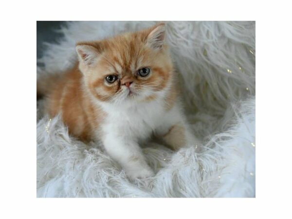 Persian CAT Male Yellow / White 21597 Petland Racine, Wisconsin