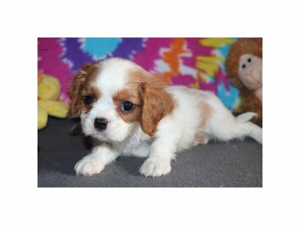 Cavalier King Charles Spaniel DOG Male tn & wh 21603 Petland Racine, Wisconsin