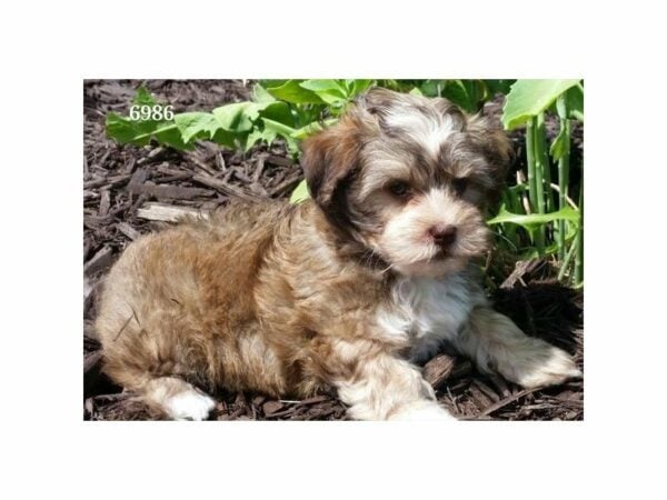 Havanese DOG Male Chocolate Sable 21602 Petland Racine, Wisconsin