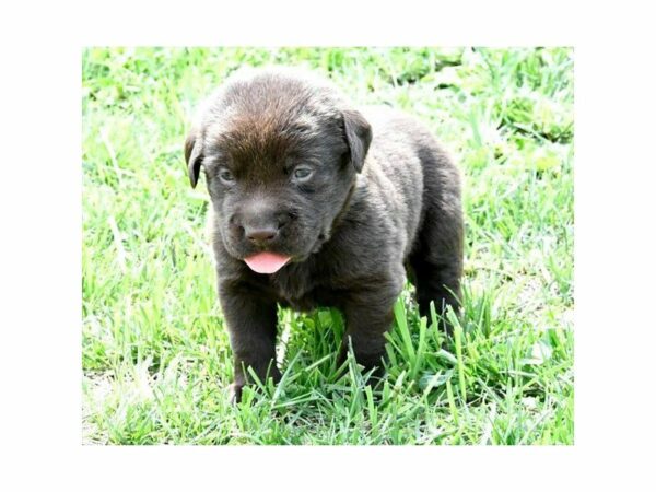 Labrador Retriever DOG Female Chocolate 21608 Petland Racine, Wisconsin