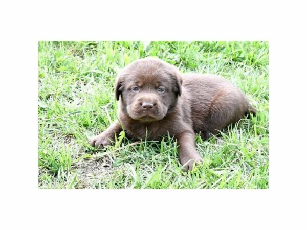 Labrador Retriever DOG Male Chocolate 21607 Petland Racine, Wisconsin