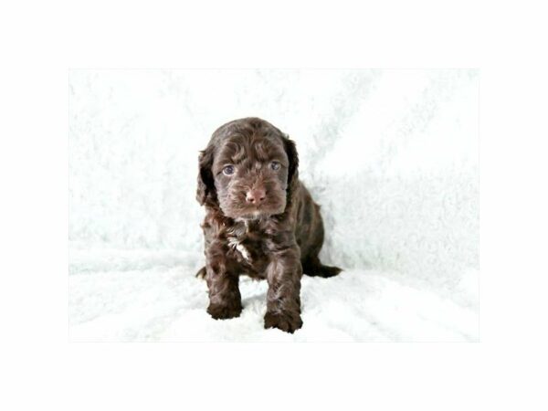 Cock A Poo DOG Male Chocolate 21604 Petland Racine, Wisconsin