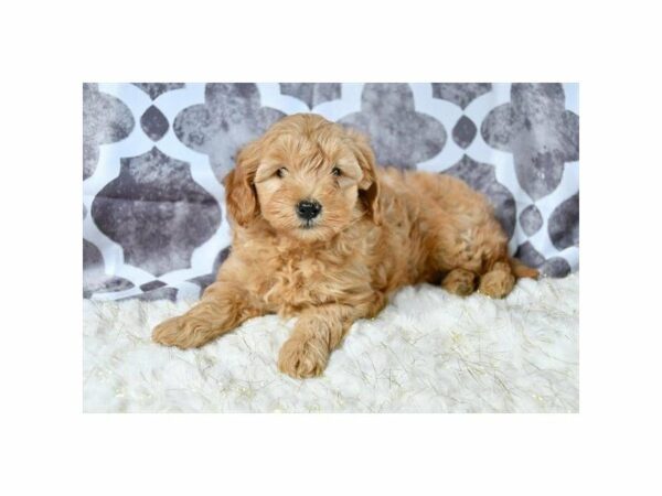 Mini Goldendoodle 2nd Gen DOG Male Red 21599 Petland Racine, Wisconsin