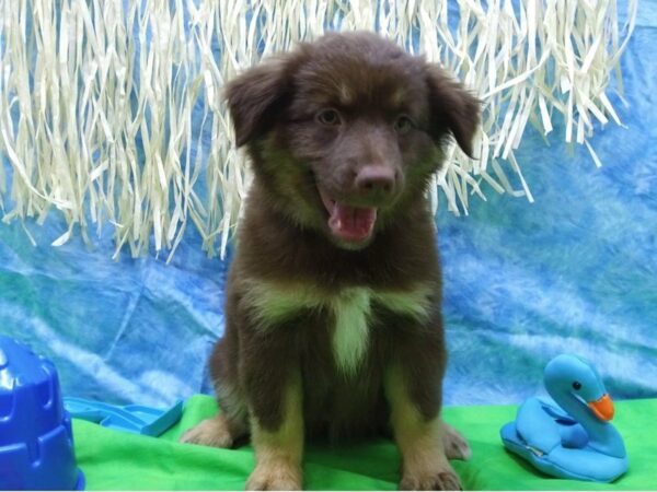 Miniature Australian Shepherd DOG Female Red 21606 Petland Racine, Wisconsin