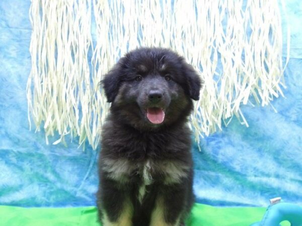 Miniature Australian Shepherd DOG Male Black 21605 Petland Racine, Wisconsin