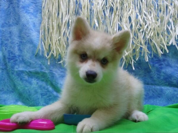 American Eskimo/Pomsky DOG Male Cream Sable 21614 Petland Racine, Wisconsin