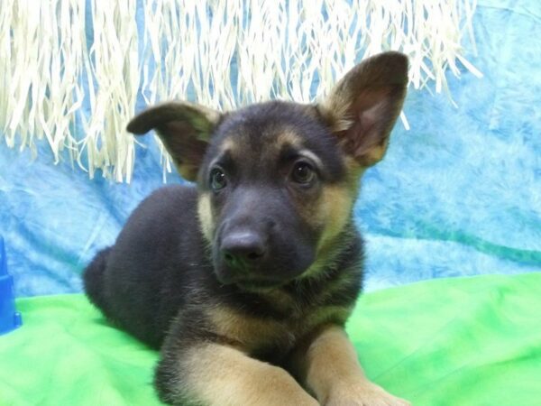 German Shepherd DOG Female BLK/TAN 21616 Petland Racine, Wisconsin