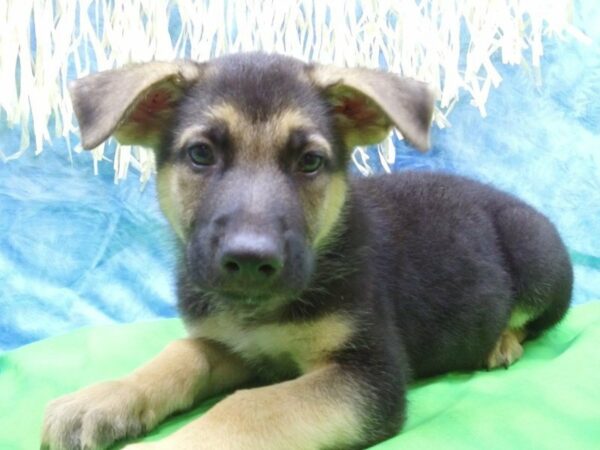 German Shepherd DOG Male BLK/TAN 21615 Petland Racine, Wisconsin