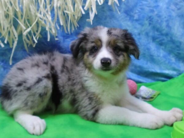 Miniature Australian Shepherd DOG Male Blue Merle 21612 Petland Racine, Wisconsin