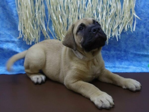 Bullmastiff DOG Male Fawn 21611 Petland Racine, Wisconsin