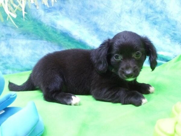 Chiweenie DOG Female BLACK 21622 Petland Racine, Wisconsin