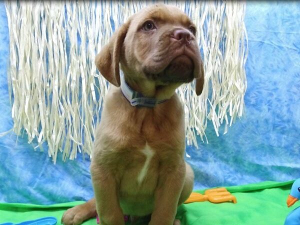 Dogue De Bordeaux-DOG-Male-RED-21617-Petland Racine, Wisconsin