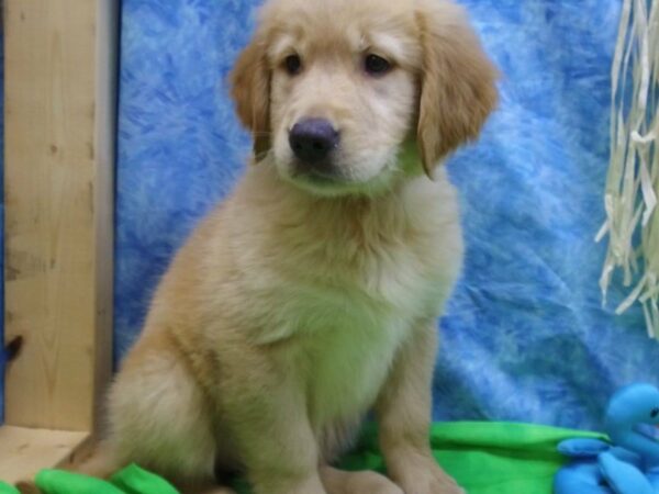 Golden Retriever DOG Female Cream 21601 Petland Racine, Wisconsin