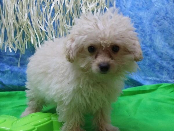 Maltipoo DOG Male WHITE 21595 Petland Racine, Wisconsin