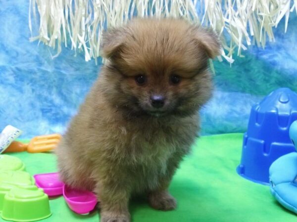 Pomeranian DOG Male RED SABLE 21621 Petland Racine, Wisconsin