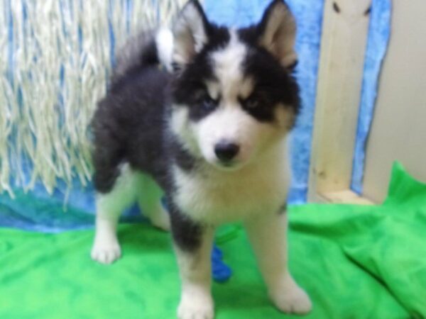 Siberian Husky DOG Female Black / White 21609 Petland Racine, Wisconsin