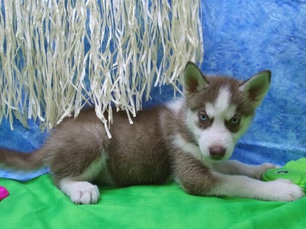 Siberian Husky DOG Male COPPER/WH 21593 Petland Racine, Wisconsin