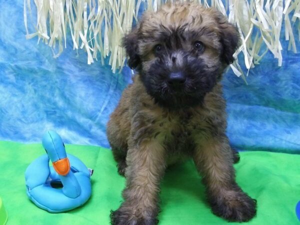 Soft Coated Wheaten Terrier DOG Male WHEATEN 21620 Petland Racine, Wisconsin