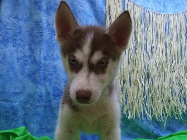 Siberian Husky DOG Female COPPER/WH 21594 Petland Racine, Wisconsin