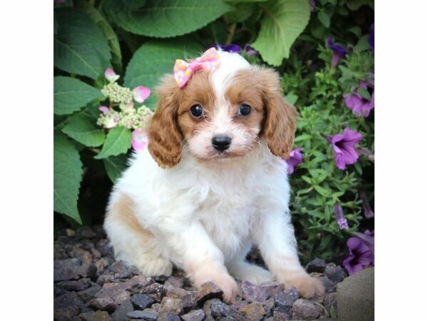 Cavapoo DOG Female Blenheim 21630 Petland Racine, Wisconsin