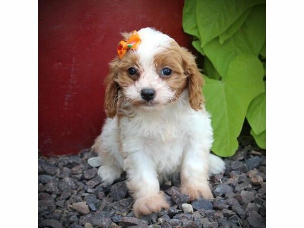 Cavapoo DOG Female Blenheim 21629 Petland Racine, Wisconsin