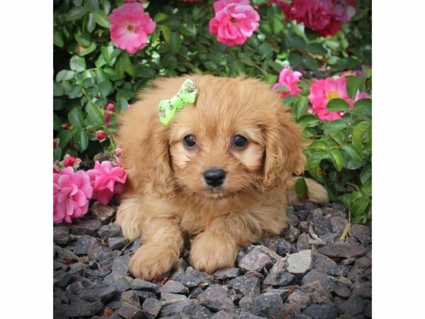 Cavapoo DOG Female Red 21628 Petland Racine, Wisconsin