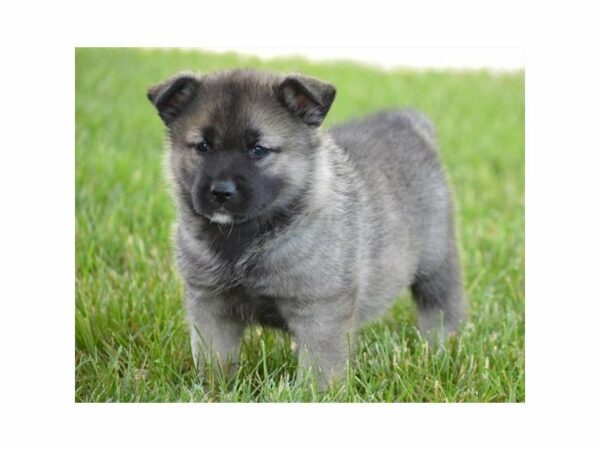 Norwegian Elkhound DOG Female Silver Gray / Black 21646 Petland Racine, Wisconsin