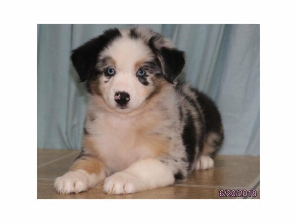 Australian Shepherd DOG Female Blue Merle 21655 Petland Racine, Wisconsin