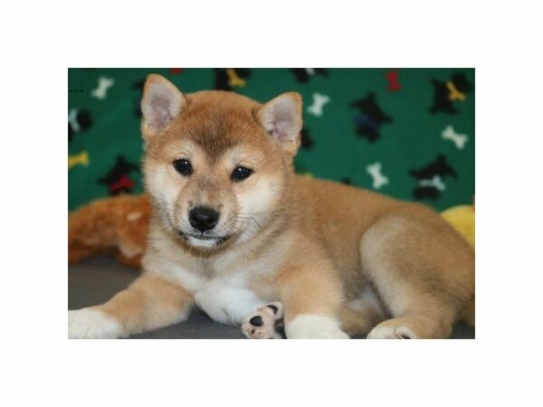 Shiba Inu DOG Female rd 21654 Petland Racine, Wisconsin