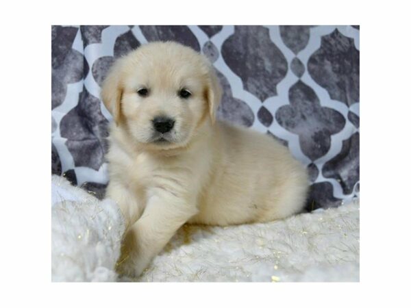 Golden Retriever DOG Male Light Golden 21644 Petland Racine, Wisconsin