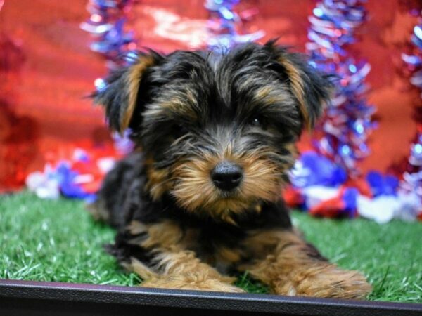 Yorkshire Terrier DOG Male BLK/TAN 21631 Petland Racine, Wisconsin