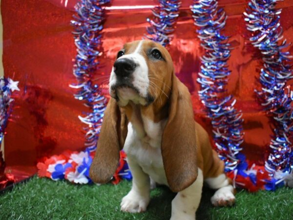 Basset Hound DOG Female Red / White 21648 Petland Racine, Wisconsin