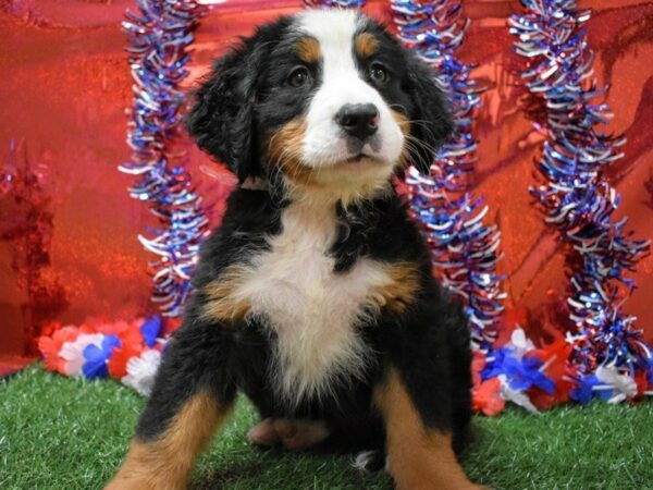 Bernese Mountain Dog DOG Female Black Rust / White 21649 Petland Racine, Wisconsin