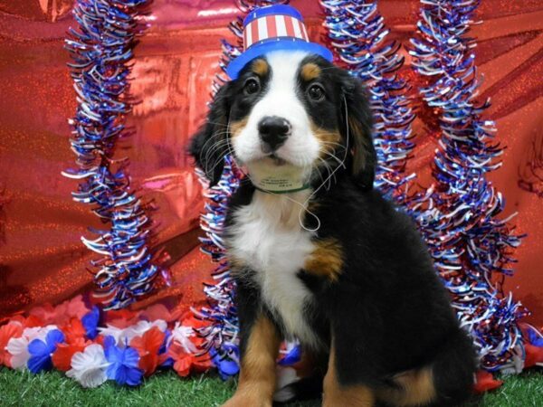 Bernese Mountain Dog DOG Male Black Rust / White 21647 Petland Racine, Wisconsin