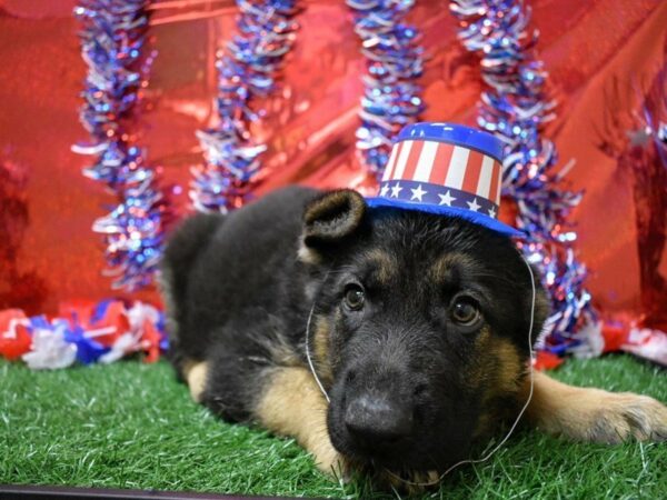 German Shepherd Dog DOG Male Black / Tan 21651 Petland Racine, Wisconsin