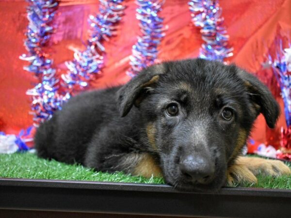 German Shepherd Dog DOG Female Black / Tan 21652 Petland Racine, Wisconsin