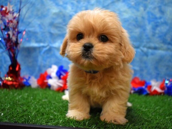 Peke-A-Poo DOG Female CREAM 21659 Petland Racine, Wisconsin