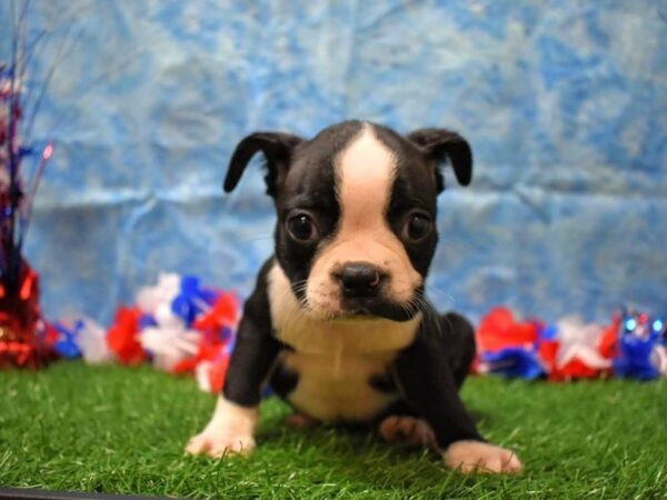 Boston Terrier DOG Male BLK/WH 21657 Petland Racine, Wisconsin