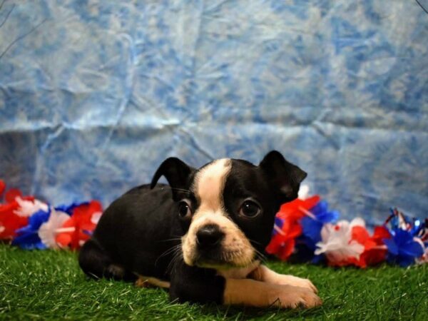 Boston Terrier DOG Female BLK/WH 21658 Petland Racine, Wisconsin