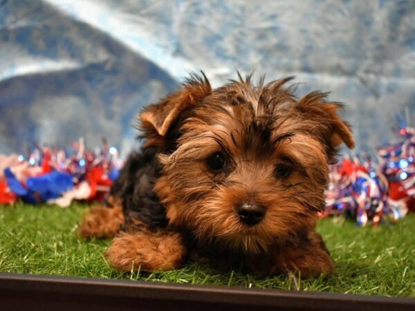 Yorkshire Terrier-DOG-Male-BLU/GLD-21637-Petland Racine, Wisconsin