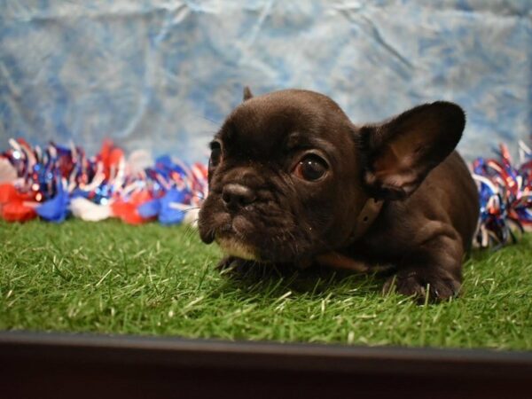 French Bulldog DOG Male BRINDLE 21636 Petland Racine, Wisconsin