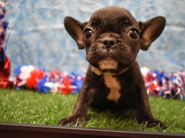 French Bulldog DOG Male BRINDLE 21635 Petland Racine, Wisconsin